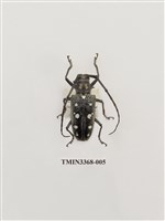 藏品(無花果天牛)的圖片